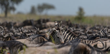 4 Days – Serengeti Wildebeest Migration Safari (Fly-In)