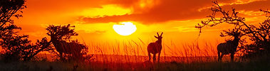 golden hours in serengeti