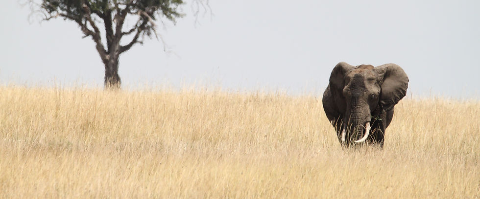 Tanzania Safari.