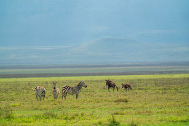 4-Day Tanzania Safari Package Itinerary and Price