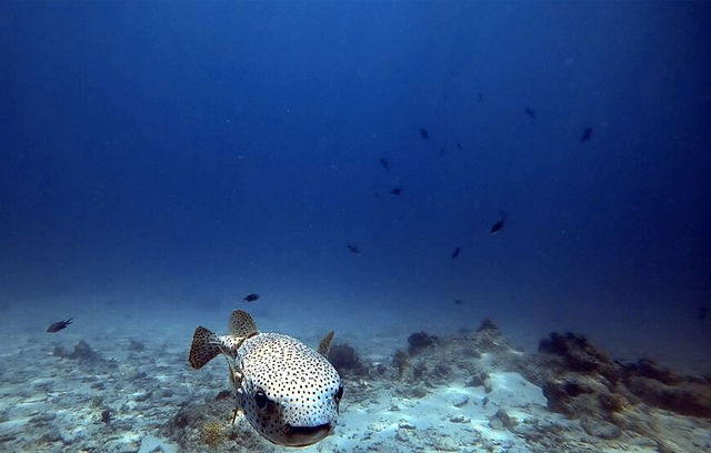 Snorkeling & Coral Exploration