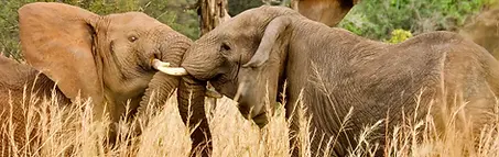 Mikumi national park - 2 day from Dar es salaam