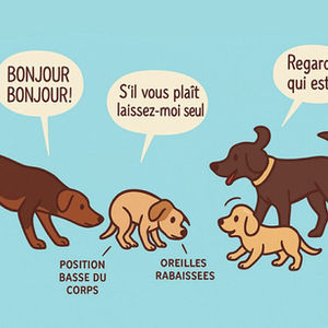 Pourquoi on ne laisse jamais un chien harceler, ni se faire harceler