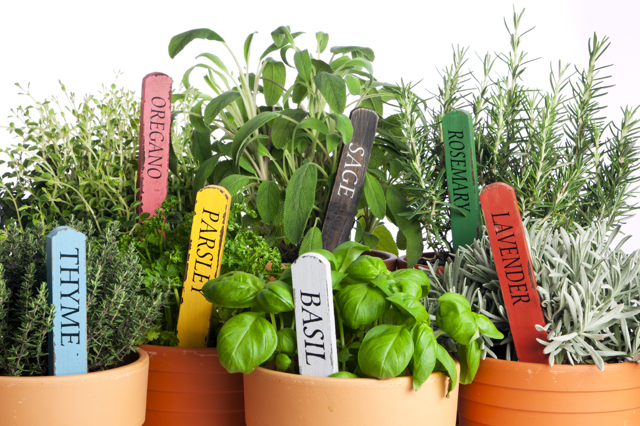 Potted Herb Products Ontario Freeman Herbs