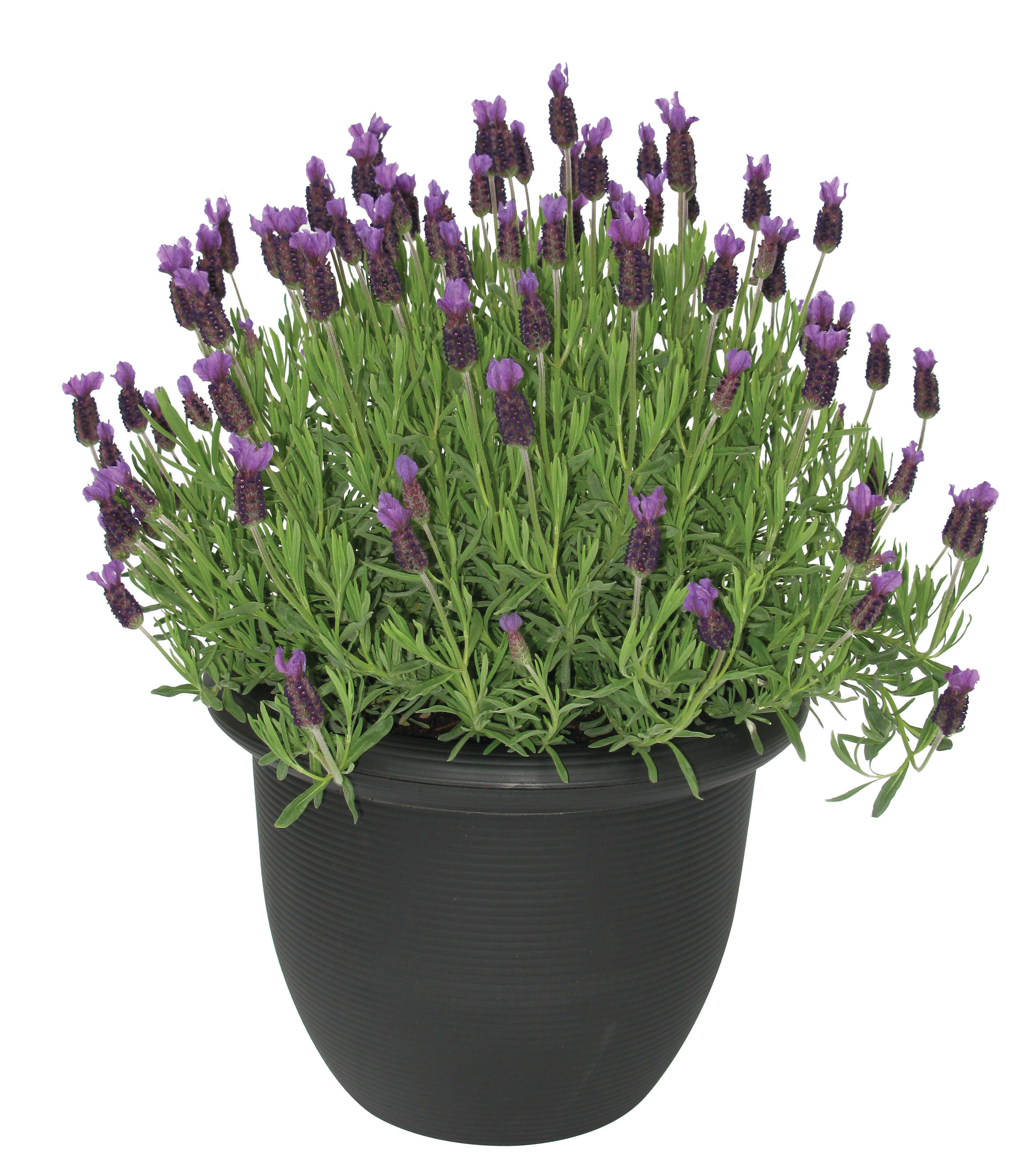 Lavender Shrub