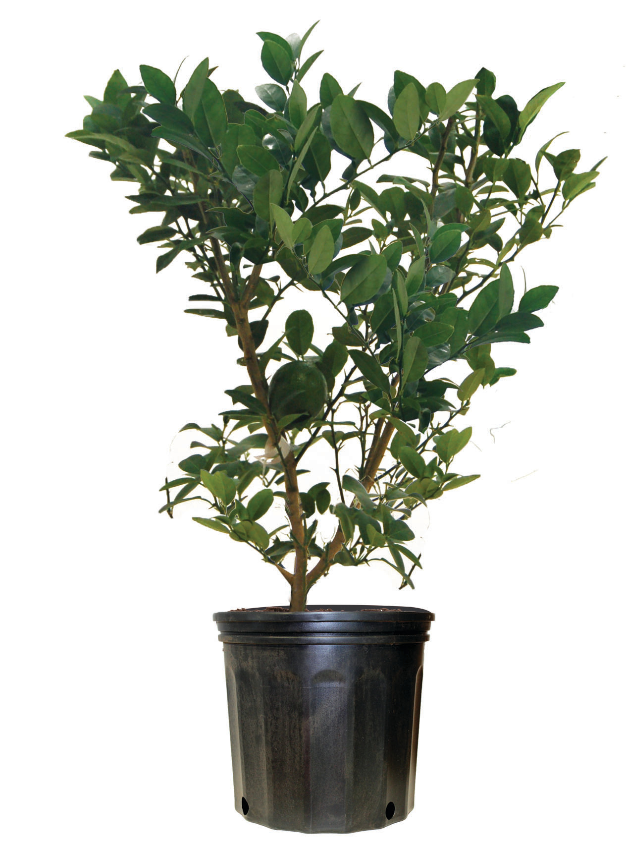 Lime, Lemon, Orange Trees