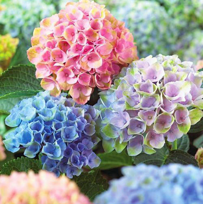 TFB2020 Flower Pen フラワーペン 紫陽花/あじさい(五色）高級