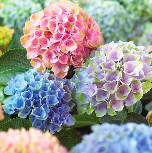 All flowers⭐️新品レア含む6枚set⭐️ラベンダー　カモミール　紫陽花 おはようございます🌞 ラベンダー ユーカリ 紫陽花 シルバー