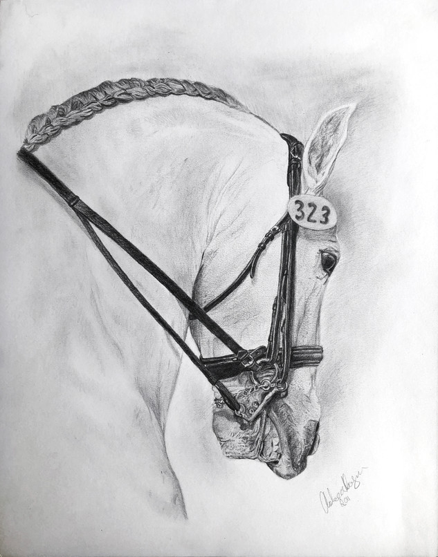 "Diligently Dressage" 2011
