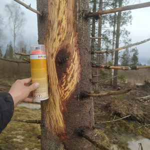 Forest Regeneration Efforts