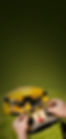 spider mäher