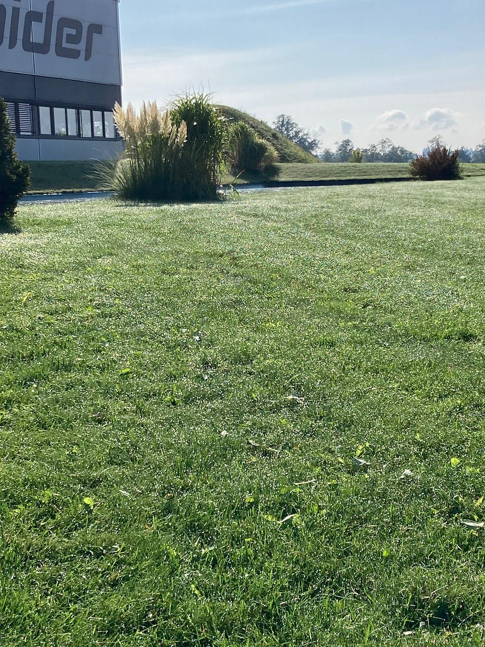 Healthy lawn