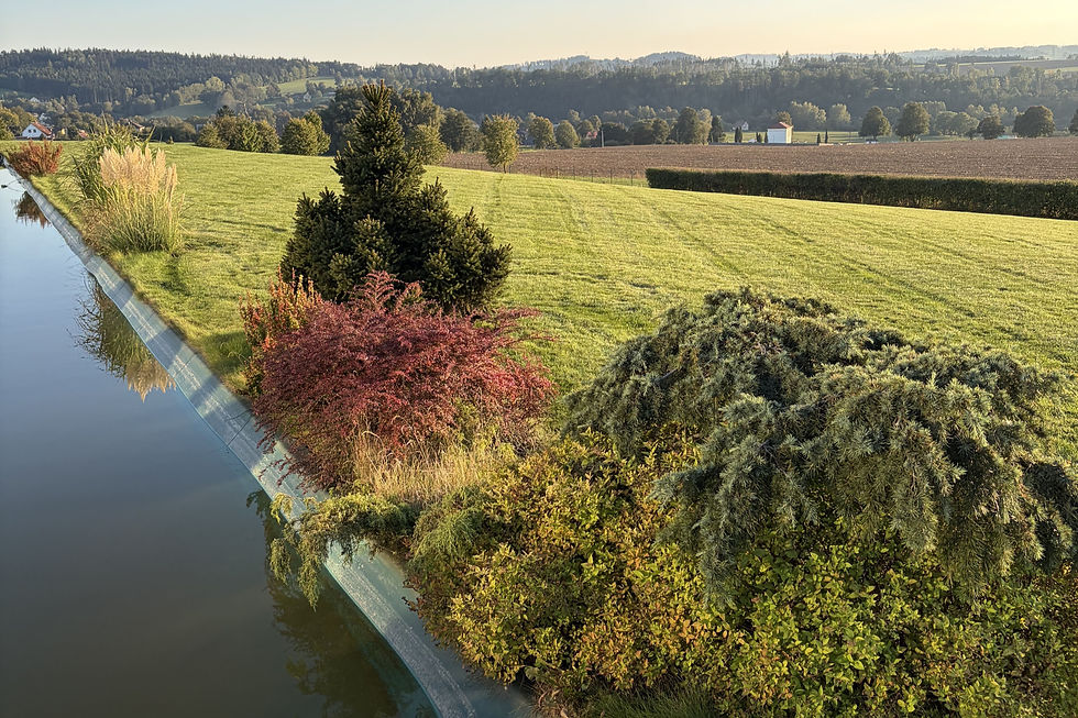 Thanks to gentle cutting, the grass immediately regenerates and begins to tiller.