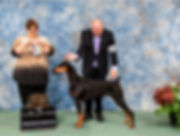 Star Doberman Champion
