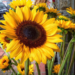 Instagram - Cuando la belleza y la frescura se pueden comprar 🌼 #milenaphotogra