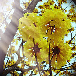 Flores de #Araguaney (amarillo)  #milenaphotographs #milenaphotographs_nature