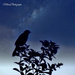 Soñando con cielos estrellados. De unas que tenía guardadas por allí