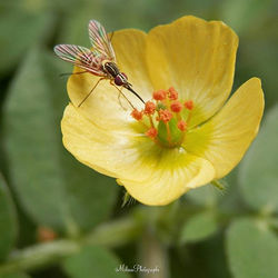 Belleza hasta en la maleza.  Macro de una flor de maleza del jardín
