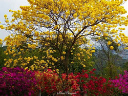Araguaney!  Como ya lo he dicho, mi árbol favorito!  Este adornado con hermosas flores de trinitaria