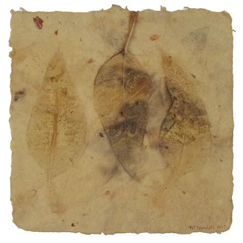 Eucalyptus leaf eco print on paper.