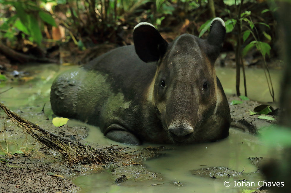 TAPIR