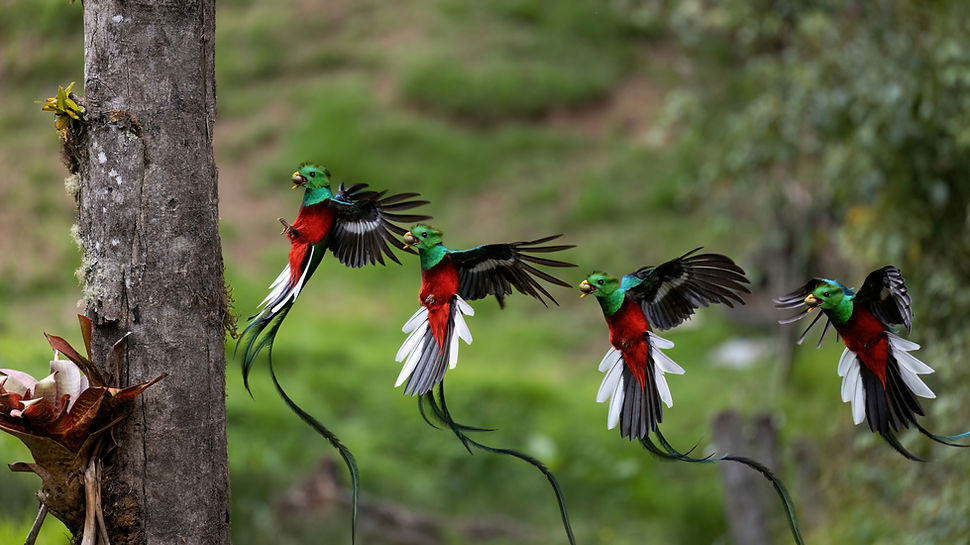 Johan Chaves costa rica birding.jpg