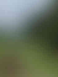 Khao Sok Riverside cottage