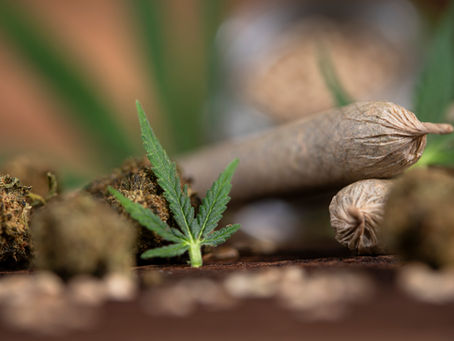 Best Cannabis Pre-Rolls Available in San Leandro for New and Experienced Consumers