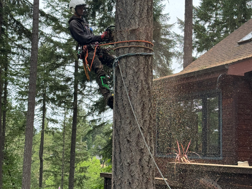 How to Prevent Tree Damage Before Summer Storms in Eugene, OR