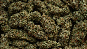 Top Cannabis Products Trending in Redwood City