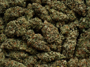 Top Cannabis Products Trending in San Diego