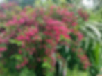 Summer Plant 2