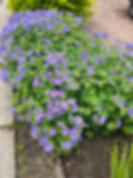 Summer Plant 4
