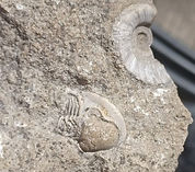fossils.jpg