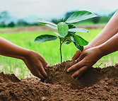 Tree Planting Pair.png