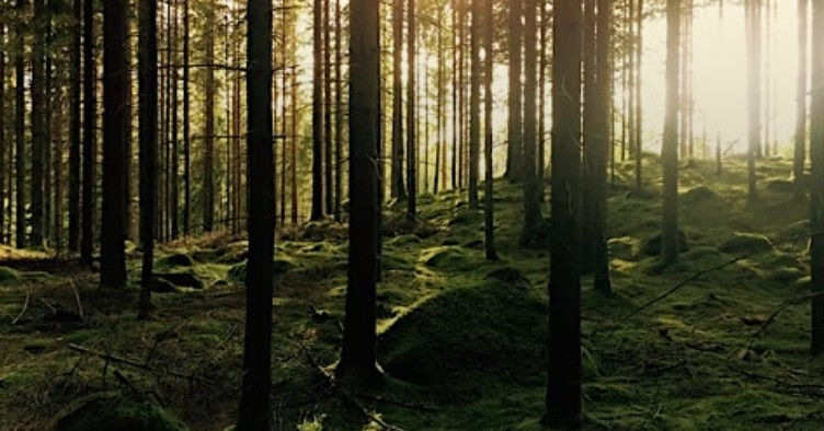 Indoor Forest Bathing Sanctuary