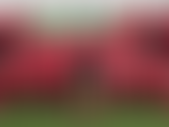 리버풀 vs 선더랜드 : '맥 앨리스터의 창'이 꿰뚫는 '선더랜드의 압박 엇박자'분석