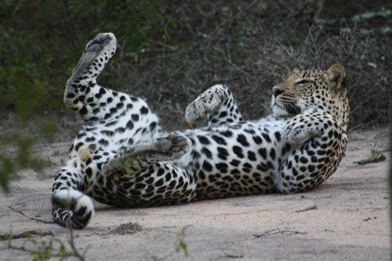 Leopard in Thornybush