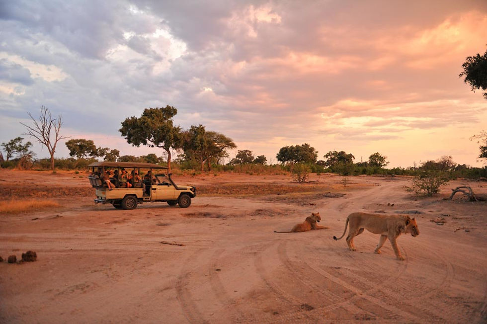 Afternoon Game Drive, Somalisa Acacia, Hwange National Park, Zimbabwe
