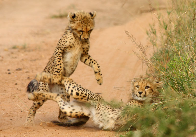 Cheetah cubs playing in Thornybush