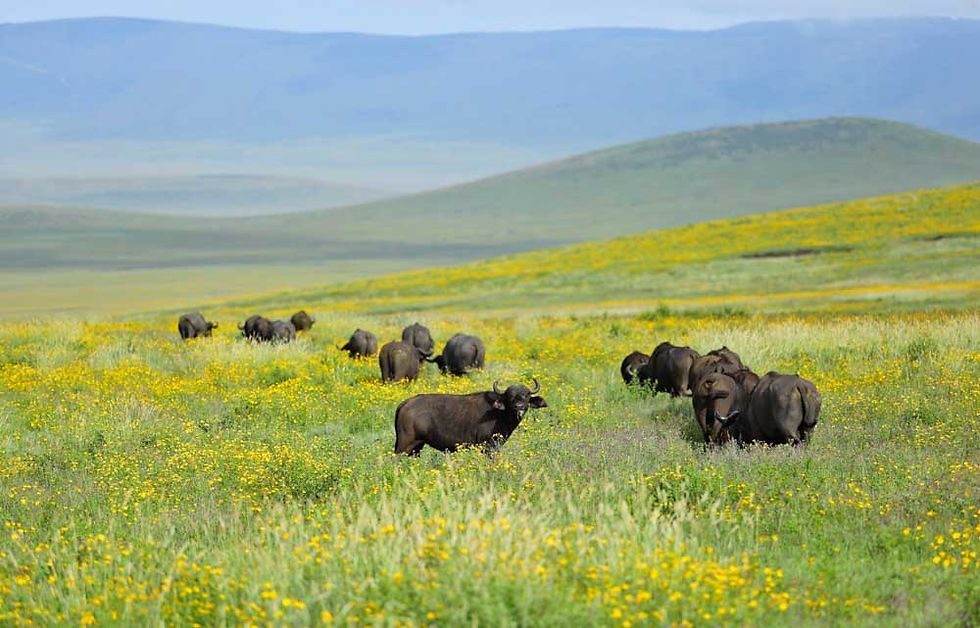 Step by Step Around Ngorongoro