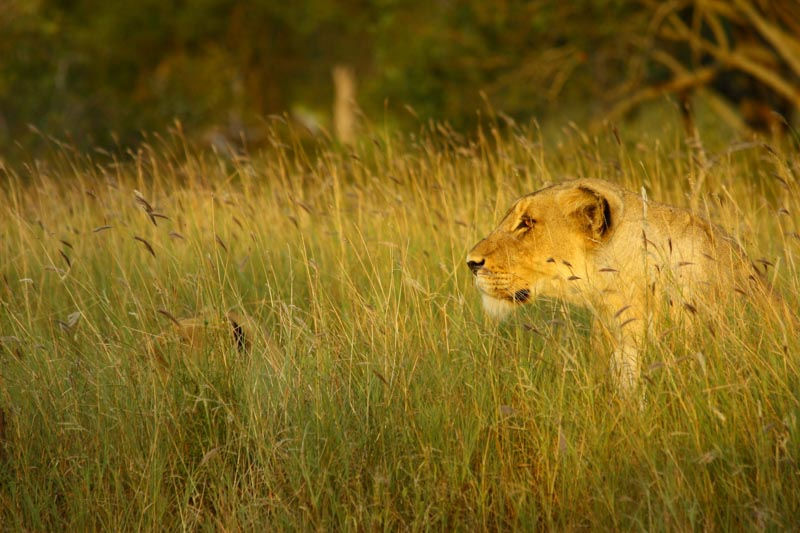 Lion hunting in Thornybush
