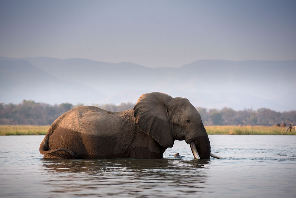 Elephant in water, Nyamatusi, Mana Pools, Zimbabwe