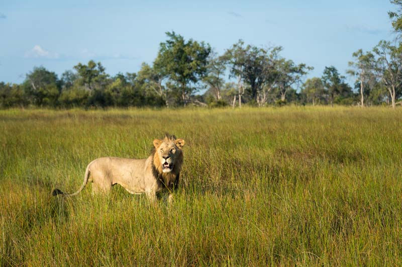 Lion, Vumbura Plains, Okavango Delta, Botswana