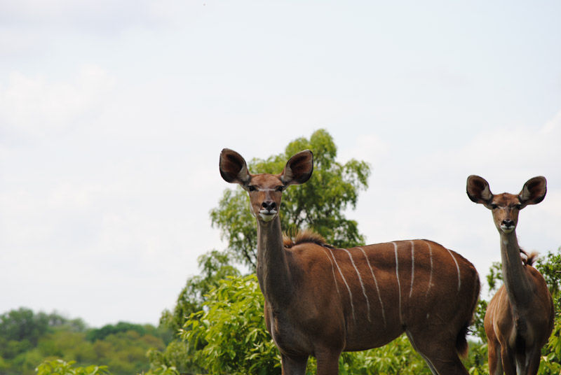 Kudu in Thornybush