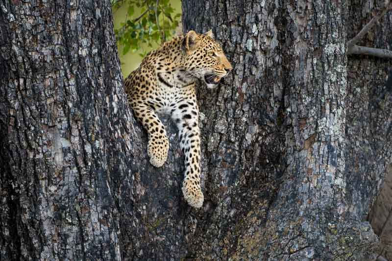 Leopard, Vumbura Plains, Okavango Delta, Botswana