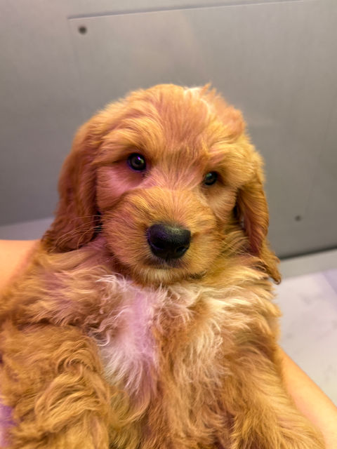 Adorable golden puppy held by someone, close-up photo, happy expression, avapaigedesign.