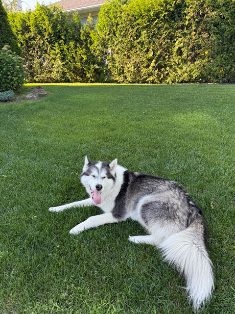 Husky dog relaxing on green grass, sunny day outdoors. Avapaigedesign
