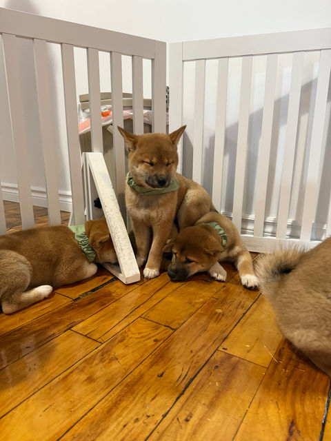 Four Shiba Inu puppies playing on a hardwood floor Shrine of Dog photos