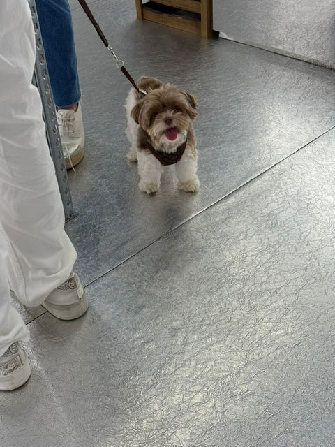 Small dog on leash, indoors, waiting, looking at the camera, Avapaigedesign.